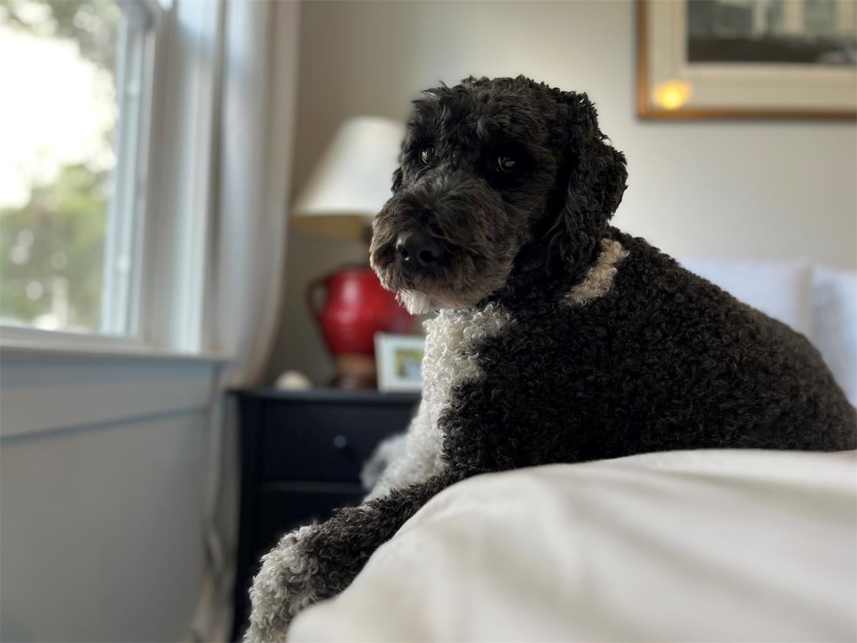 Casey Jones Gene Keady (5yo Labradoodle)